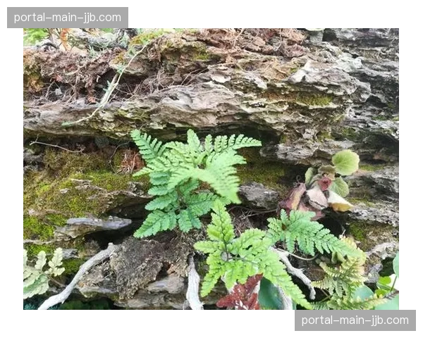 从希望到绝望：记录伯恩利球迷在维拉公园球场看台的90分钟